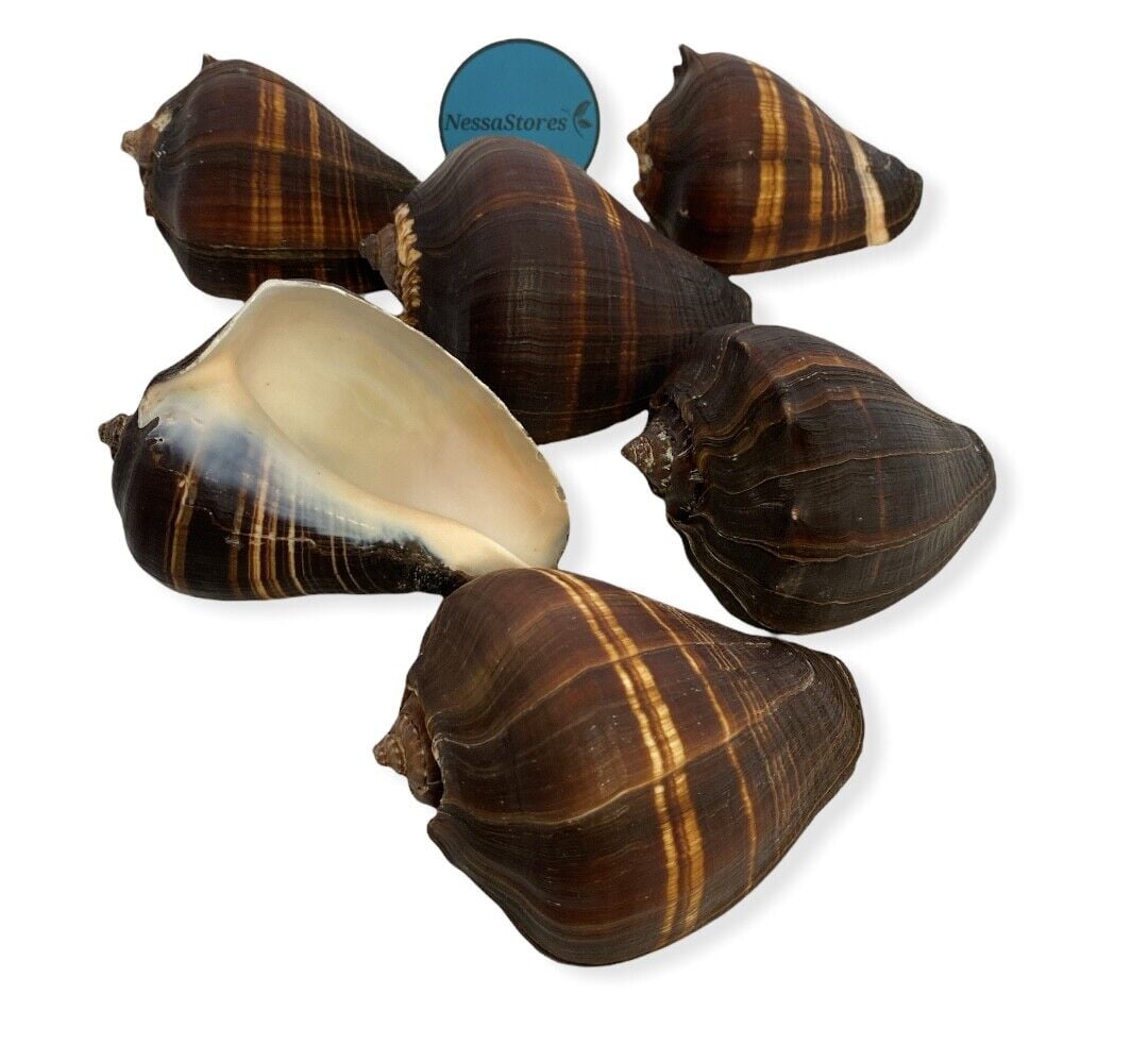 Top Rare Real Sea Shell Dragon Head Conch Natural Seashell Decor Ocean  Ornament 