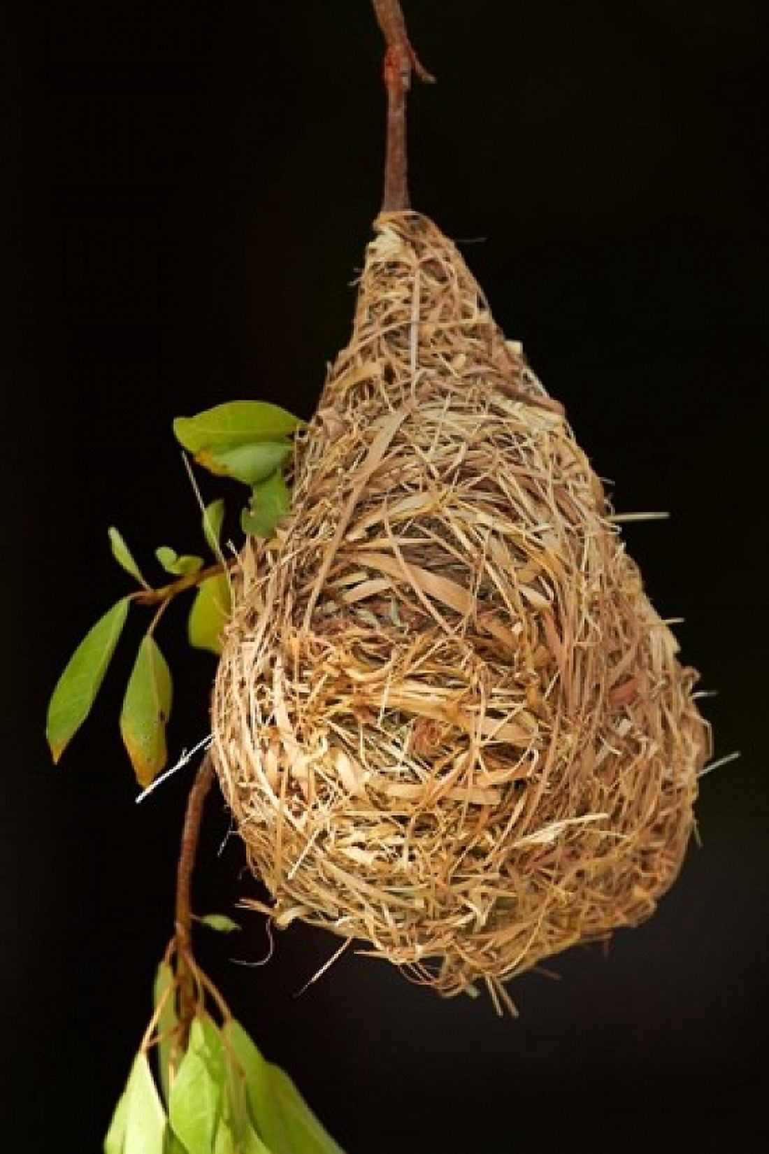 Nest of Southern masked weaver Etosha National Park Namibia Canvas Art - David Wall DanitaDelimont (12 x 17)