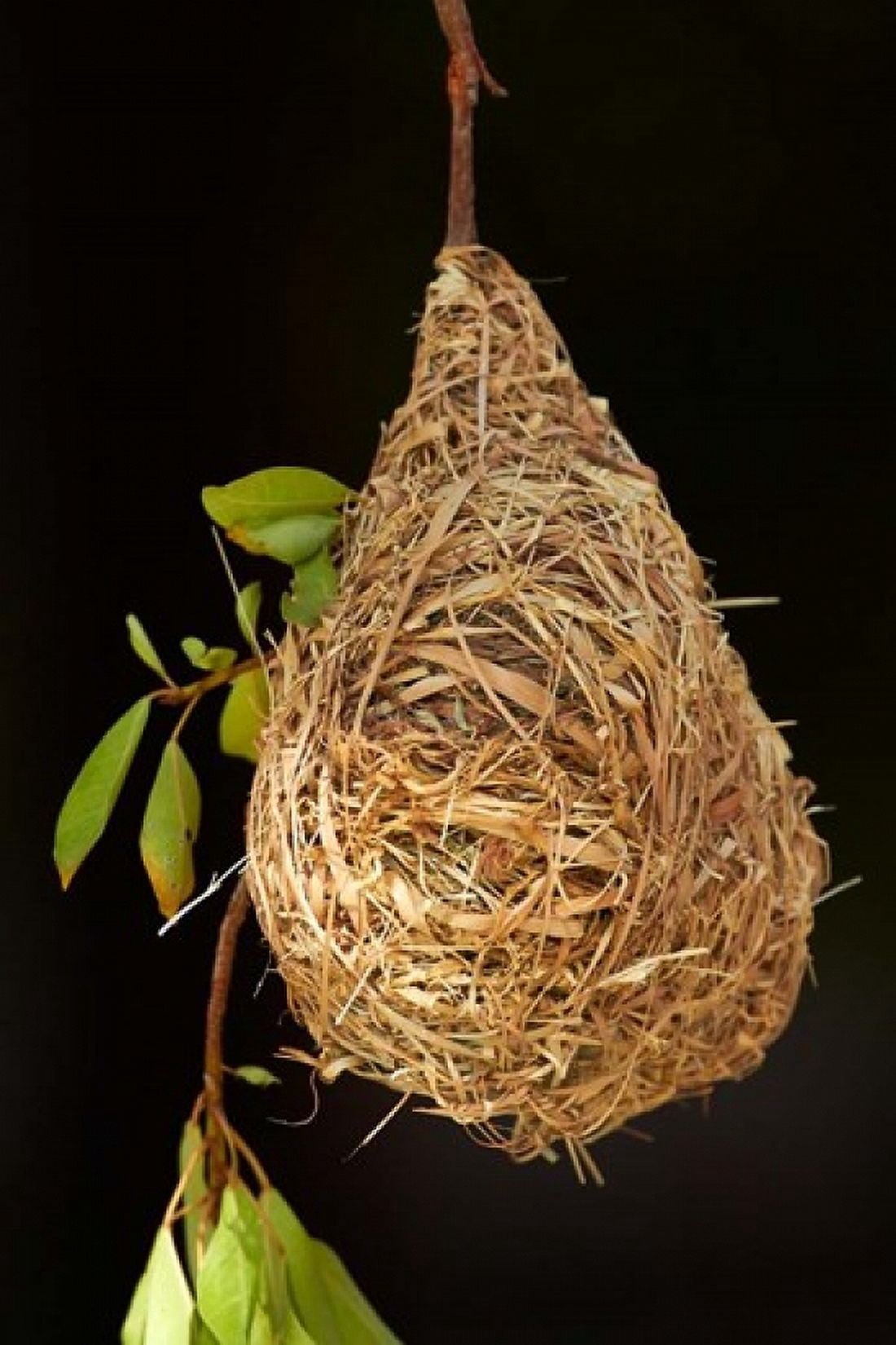 Nest of Southern masked weaver Etosha National Park Namibia Canvas Art - David Wall DanitaDelimont (24 x 35)