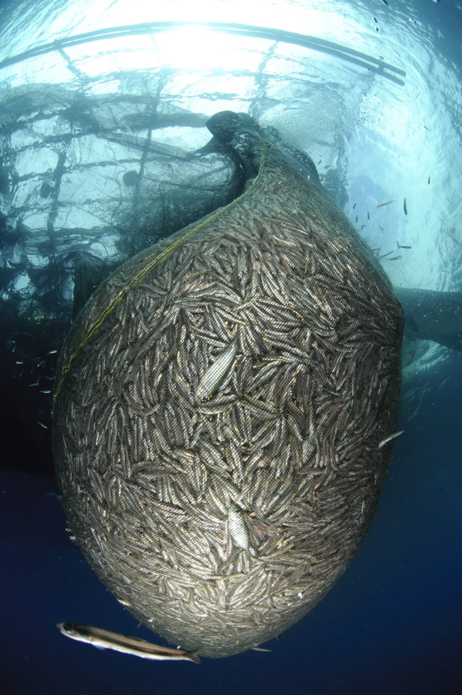 Net full of Ikan Puri a small anchovy like fish West Papua Indonesia Canvas Art - Steve JonesStocktrek Images (12 x 18)