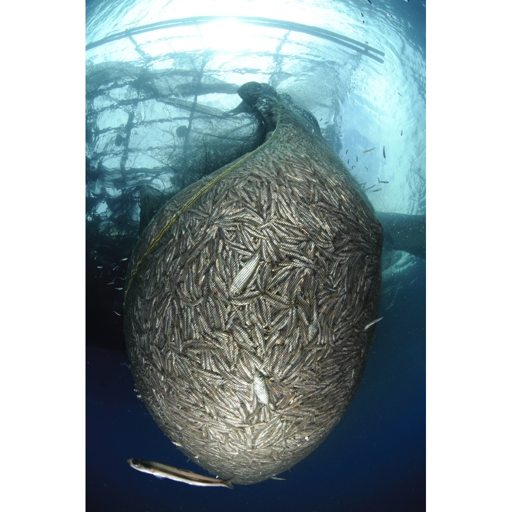 Net full of Ikan Puri a small anchovy like fish West Papua Indonesia Poster Print