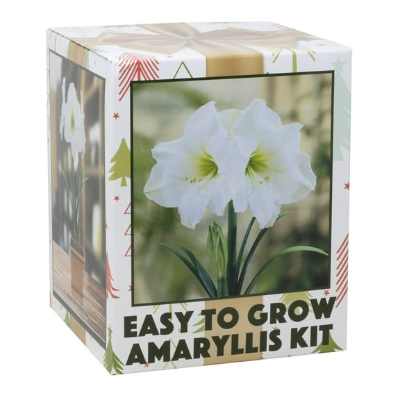 Amaryllis Kit: White Christmas + Plastic Pot/Soil/Bulb - Large Bulb 26/28cm