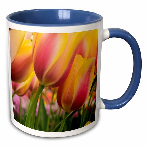Netherland, Lisse. Close-up of tulips. 11oz Two-Tone Blue Mug mug-330342-6