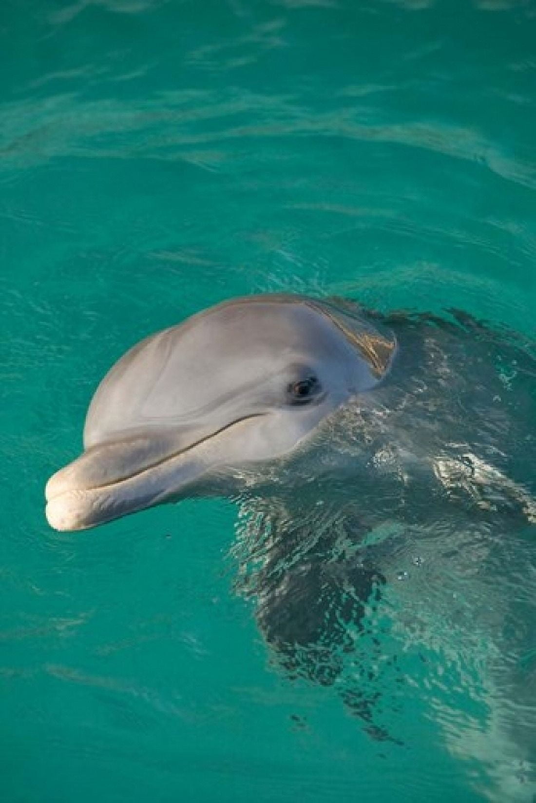 Netherlands Antilles Curacao Dolphin Academy Canvas Art - John & Lisa Merrill DanitaDelimont (24 x 36)