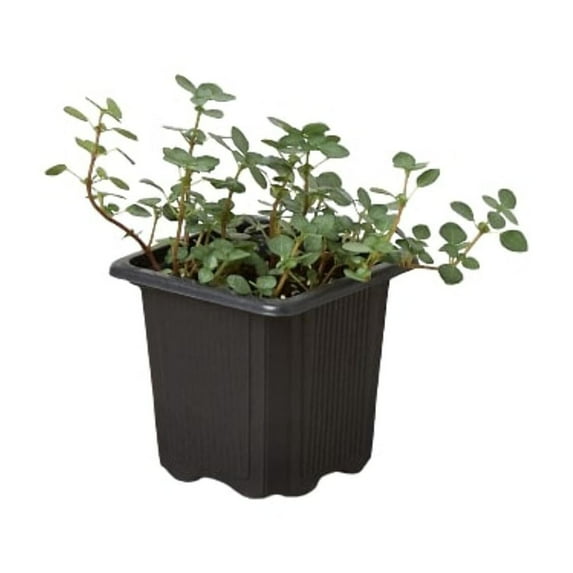 Nettle 'Silver Sparkle', 3" Pot, Indoor Houseplant, Easy Care, Live Plant for Indoor & Outdoor