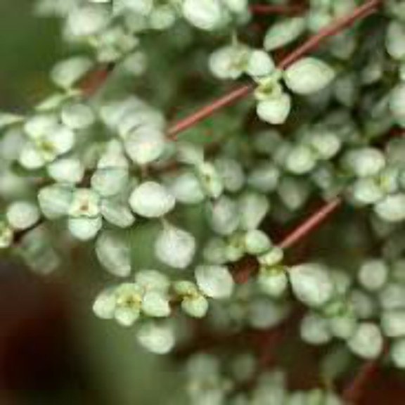 Nettle 'Silver Sparkle', 4" Pot, Indoor Houseplant, Easy Care, Live Plant for Indoor & Outdoor