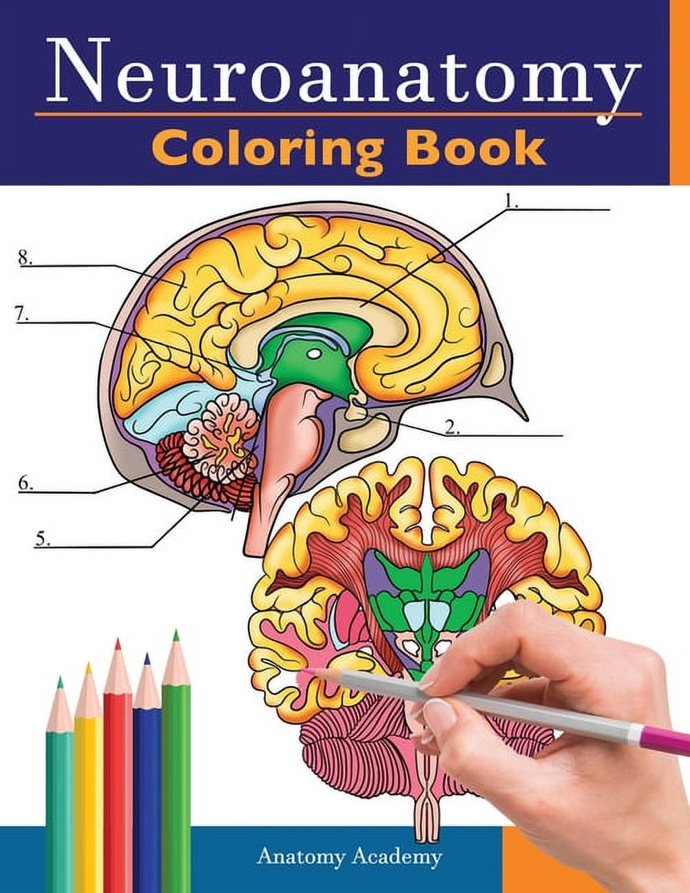 Human Brain Student's Self-Test Coloring Book (Barron's Test Prep)