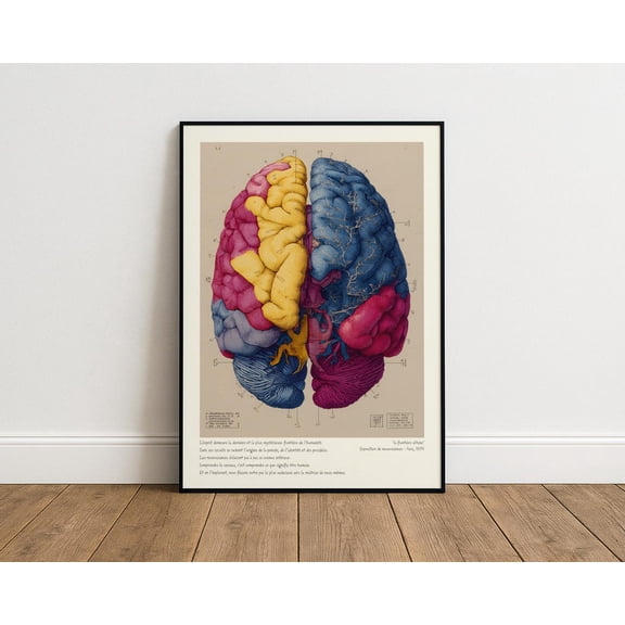 Neuroanatomy Wall Art Print Vintage Brain Illustration Scientific Art Psychology & Neuroscience Decor