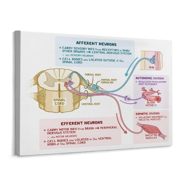 Neuron Cell Structure Chart Poster Canvas Print Wall Art Decor Living Room Office Bedroom