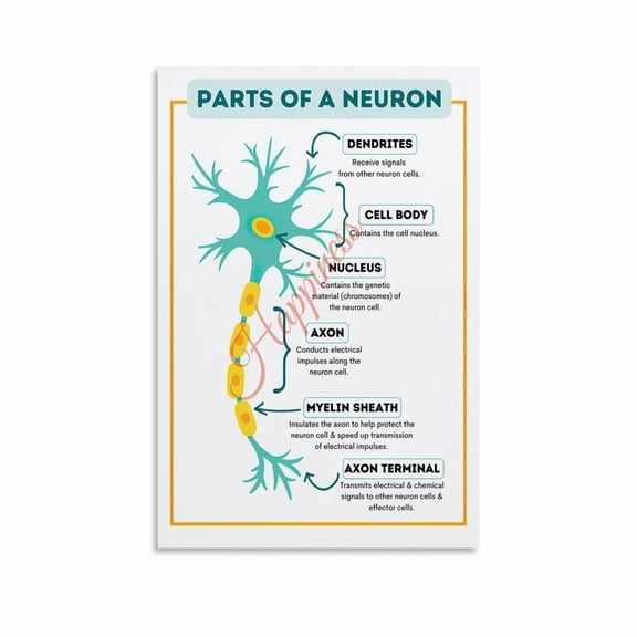 Neuron Structure & Function Chart Poster Cell Biology Awareness Knowledge Guide Canvas Painting Posters And Prints Wall Art for Living Room Bedroom Decor