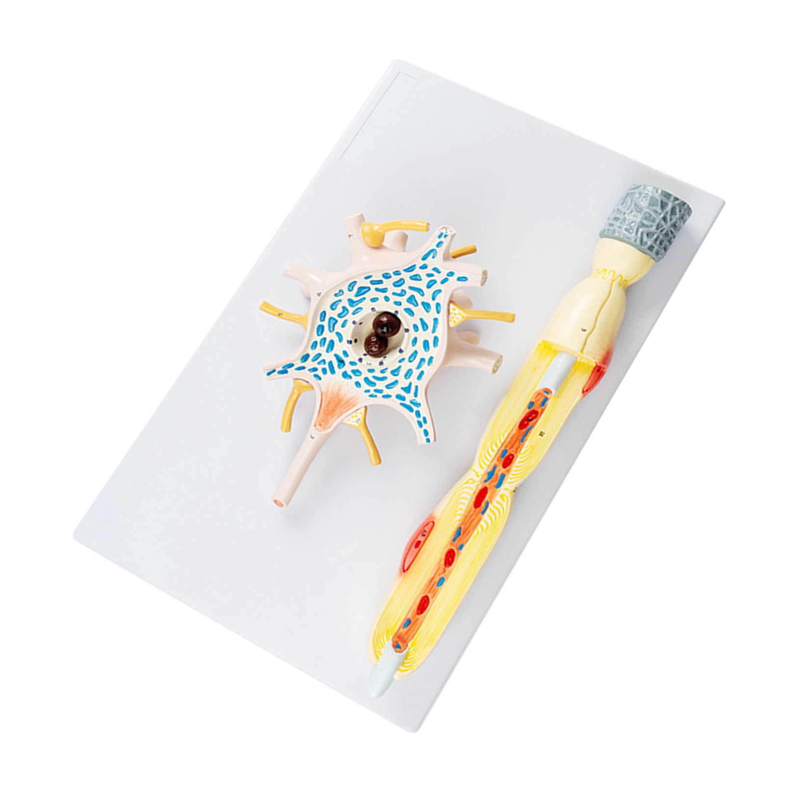 Neuronal Cell Body Nerve Fiber Structure Amplification Model Human ...