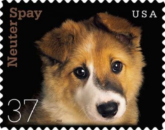 Neuter of Spay - puppy Canvas Art - US POSTAL SERVICE (24 x 30)