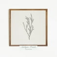 thumbnail image 1 of Neutral Botanical Vintage Print, Minimalist Branch Drawing, Antique Branch Wall Art, Square Flower Sketch Art, Farmhouse Decor, Home Decor #526, 8x12 UNFRAMED, 1 of 3
