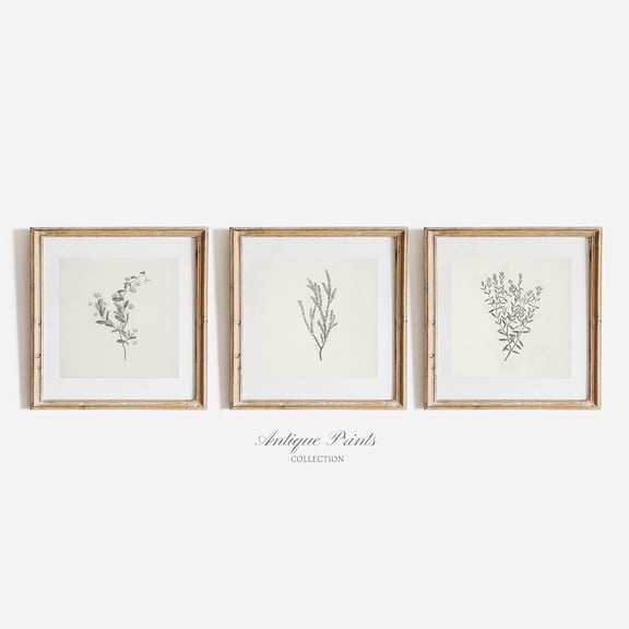 Neutral Branch Drawing Vintage Botanical Gallery Wall Set Prints Flower 3 Pieces Wall Art Set 3 Set 3