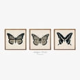 thumbnail image 1 of Neutral Butterfly Square Sketch Vintage Girl Nursery Wall Art Set 3 Unframed Paper Print 20x30, 1 of 3