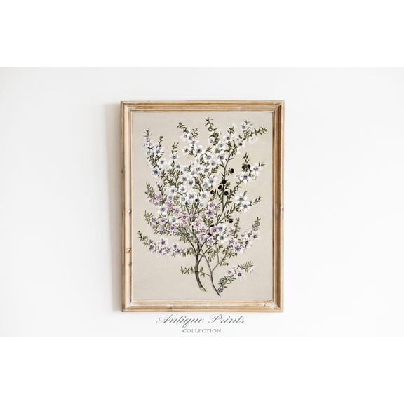 Neutral Warm Branch Drawing, Vintage Botanical Print, Antique White Flowers Wall Art, Neutral Floral, Farmhouse Decor, Poster, Unframed Poster Size 12x18