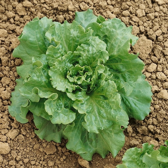 Nevada Batavian Lettuce Seeds - 4 Oz ~100000 Seeds - Non-GMO - Vegetable Garden - Lactuca sativa