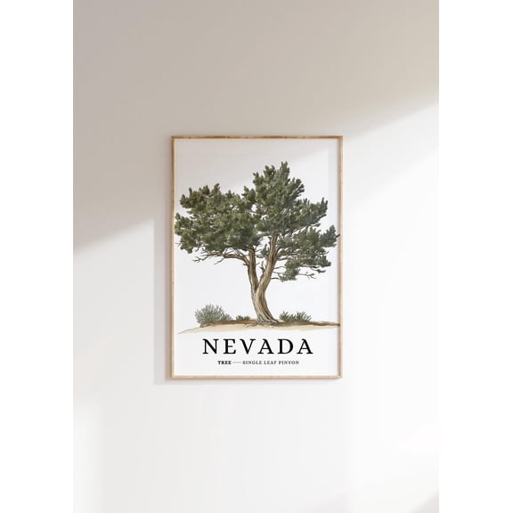 Nevada State Tree Poster: Single-Leaf Pinyon, Minimalist Botanical Art, Unframed Canvas Size 8x12