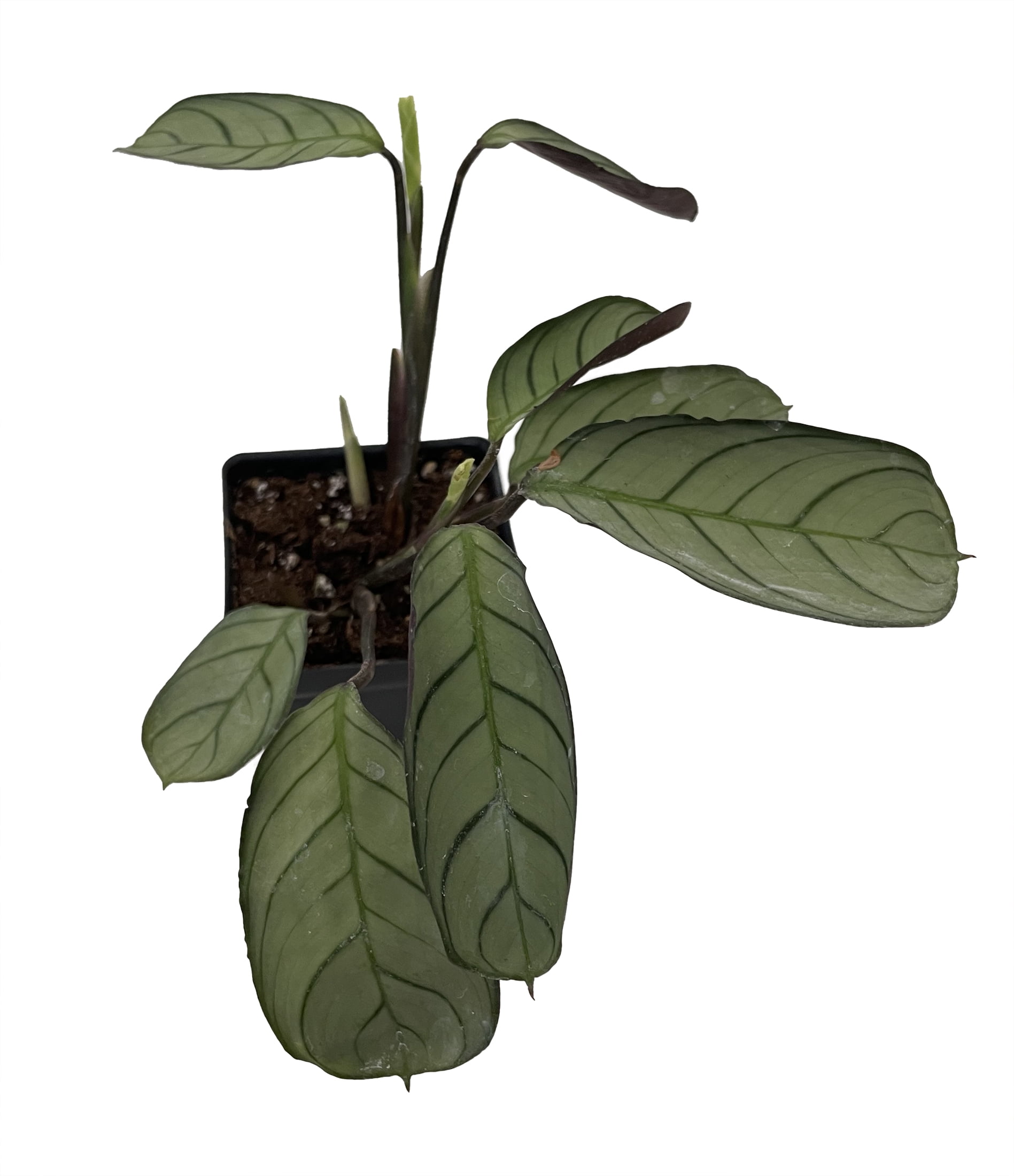 monstera aurea yellow Monstera Variegata Aurea XL