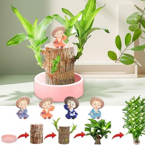 New Brazilian lucky wood green plant, with a ceramic tray and doll, hydroponic stump purifying indoor air, suitable for home office desk decoration and as a gift.