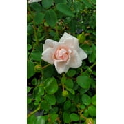 New Dawn Climbing Rose