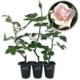 thumbnail image 1 of New Dawn Rose Bush - 3 Live Starter Plants in 2 Inch Pots - Beautiful Roses from Florida - A Timeless Classic Ornamental Rose, 1 of 6