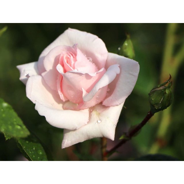 New Dawn Rose Bush Live Starter Plant in a 4 Inch Pot Beautiful