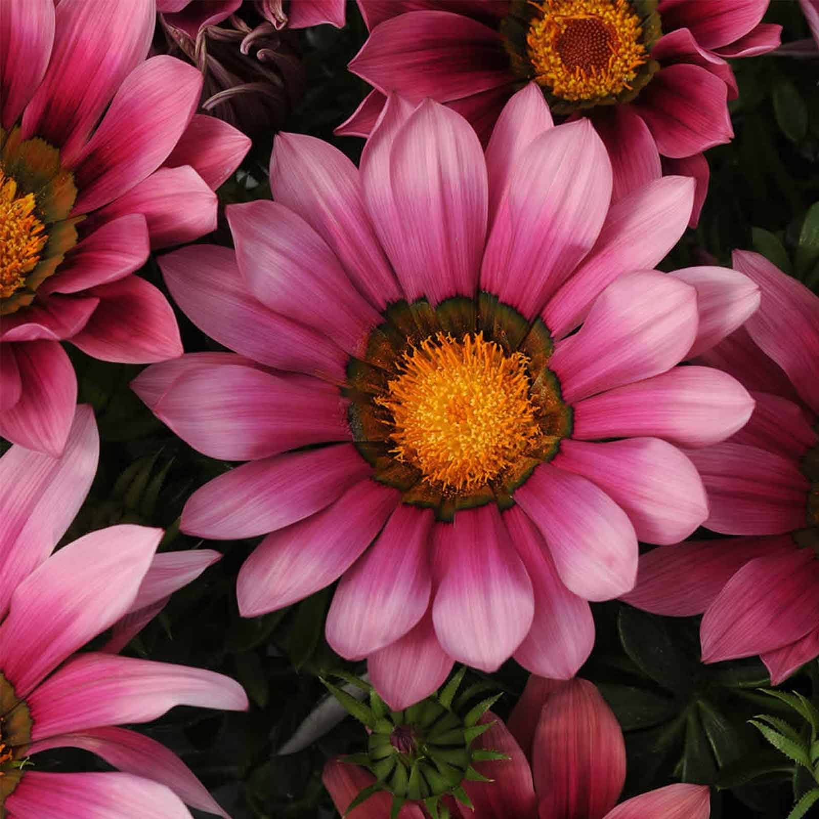 New Day Series Gazania Flower Garden Seeds - Pink Shades - 100