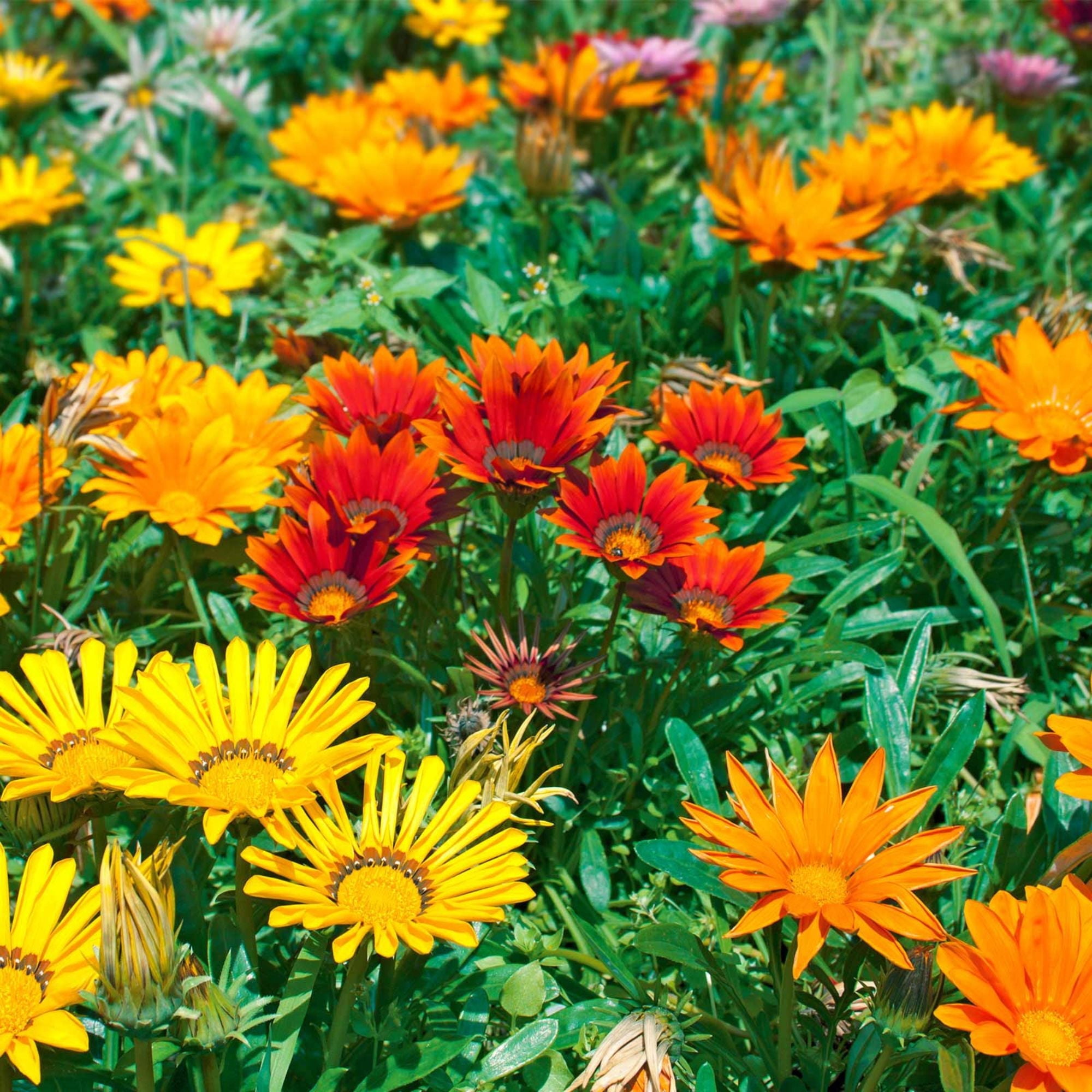 New Day Series Gazania Mix ~500 Seeds (Coated) – Gazania splendens – Annual Flower – Drought Tolerant – 3–4" Blooms in Mixed Colors – Heat-Loving – Fast Growing – Also Known as Treasure Flower
