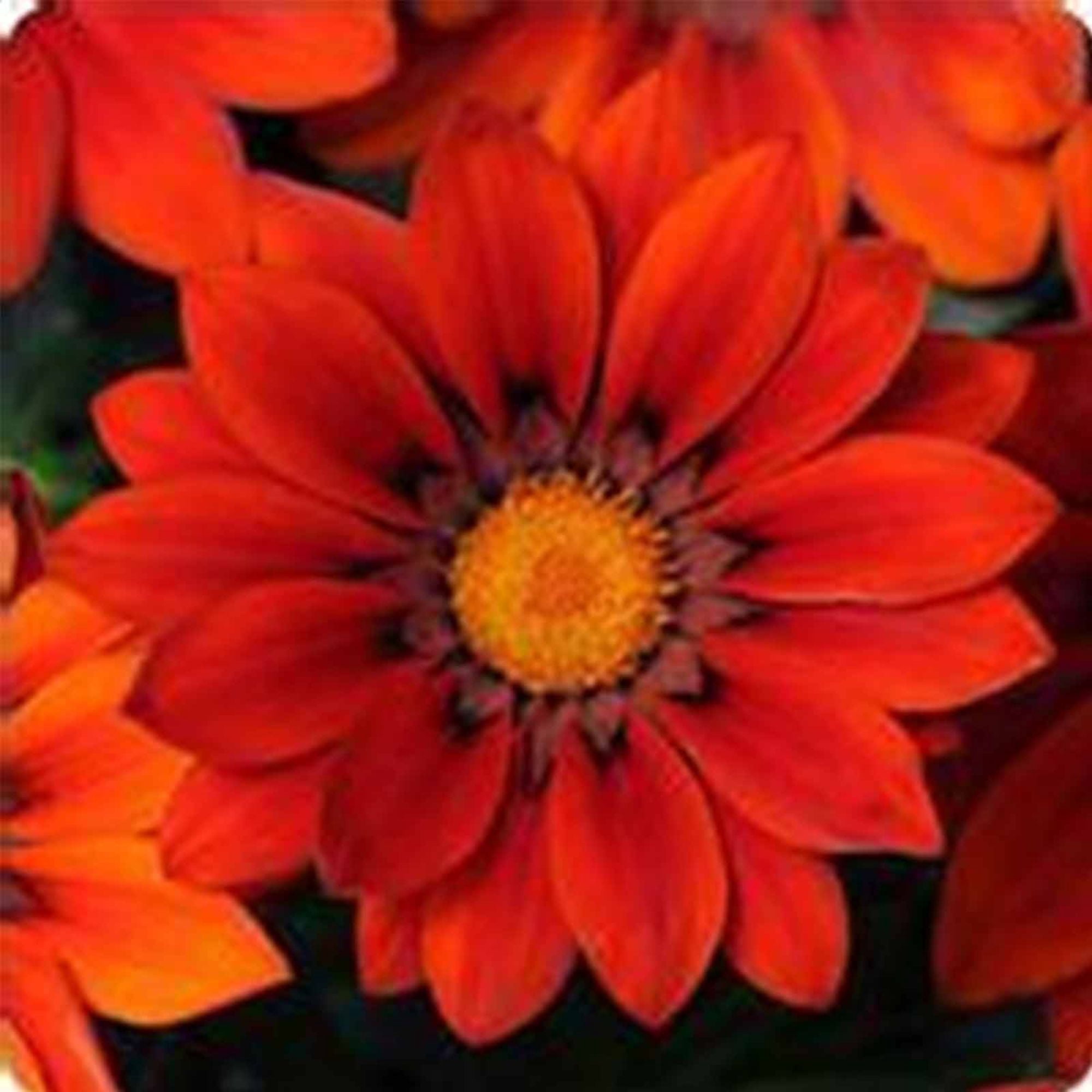 New Day Series Gazania Red Shades ~500 Seeds (Coated) – Annual Flower – Drought Tolerant – 3–4" Blooms in Mixed Colors – Heat-Loving – Fast Growing – Also Known as Treasure Flower