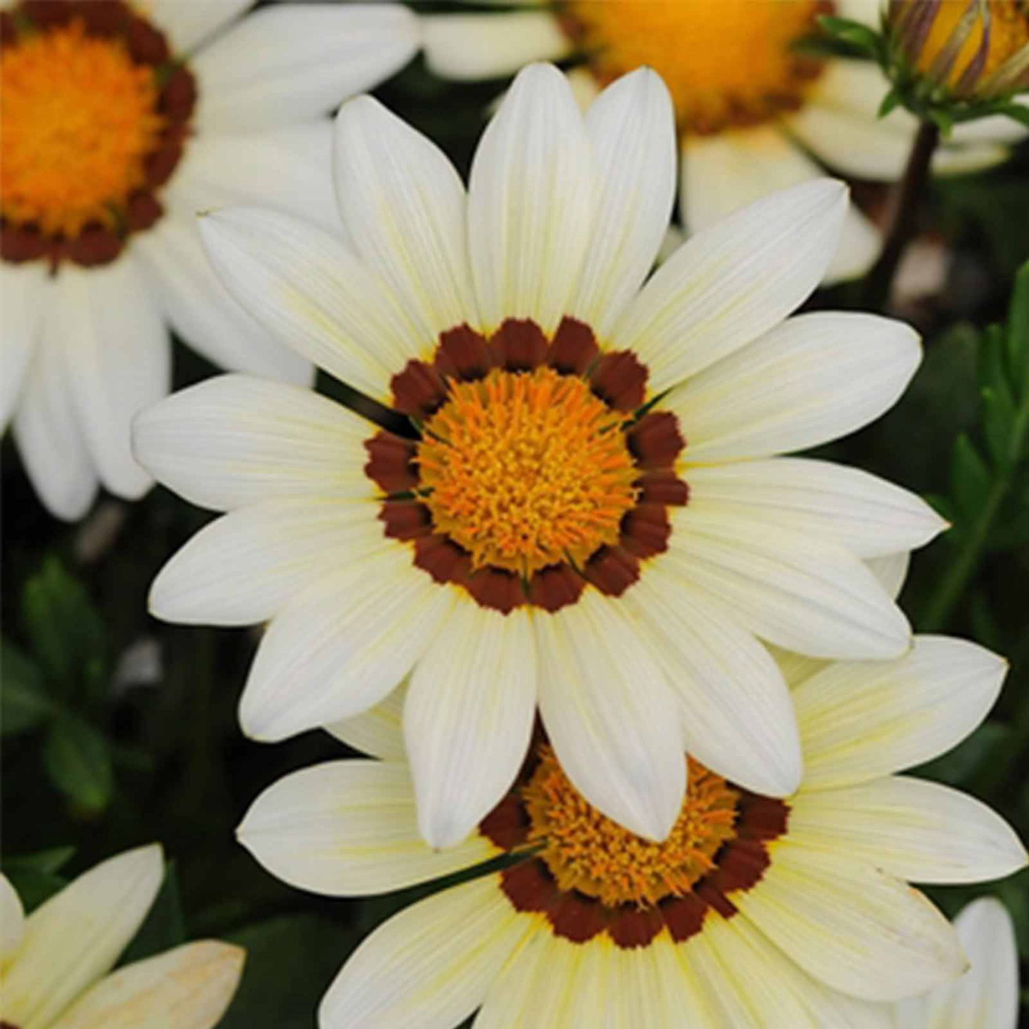 New Day Series Gazania White ~500 Seed  – Gazania splendens – Annual Flower – Drought Tolerant – 3–4" Blooms in Mixed Colors – Heat-Loving – Fast Growing – Also Known as Treasure Flower
