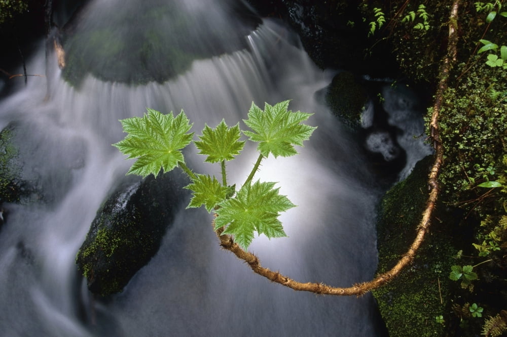 New Devils Club Plant Leaves Over Stream Girdwood Sc Ak Summer Close-Up Canvas Art - Calvin Hall Design Pics (38 x 24)
