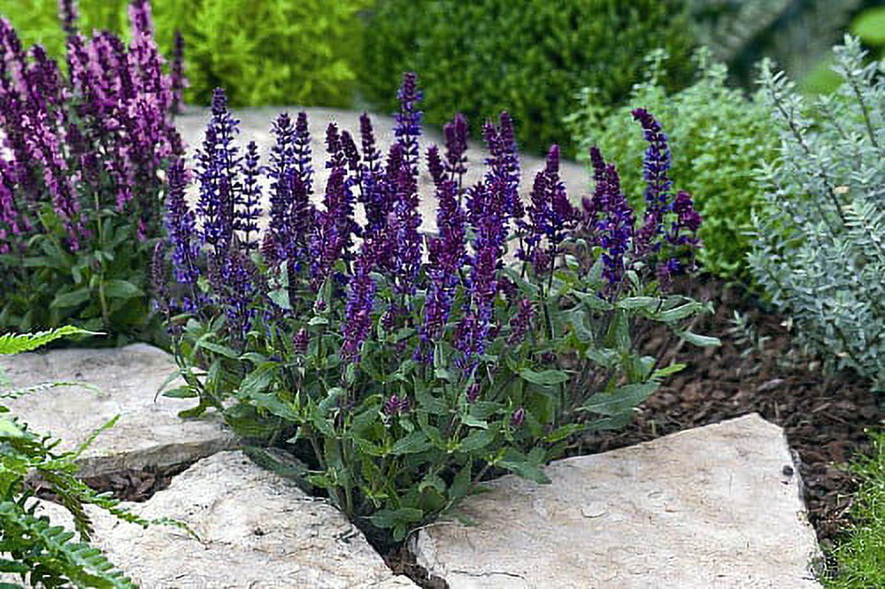 New Dimension Blue Meadow Sage Salvia Quart Pot