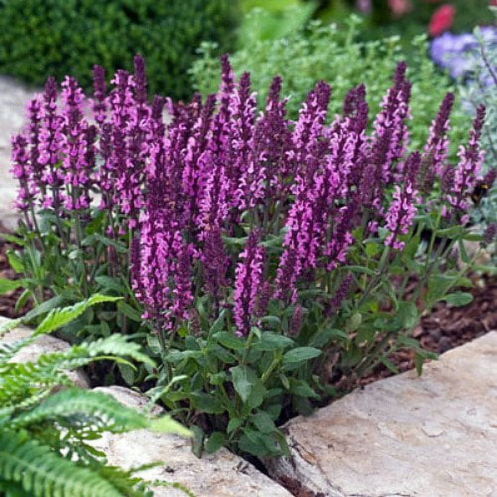 New Dimension Rose Meadow Sage - Salvia - Live Plant - Quart Pot