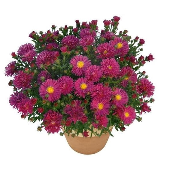 New England Aster Carmine Red Starter Plants - 2 Pack, Full Sun, USDA Zones 4-8