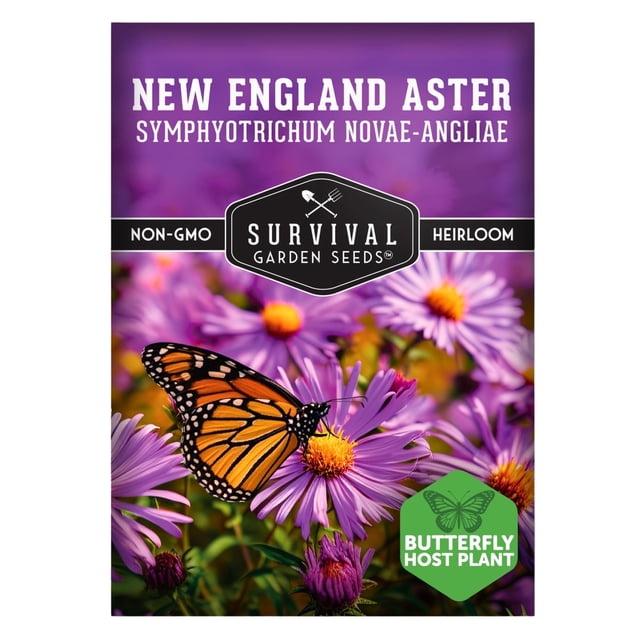 New England Aster Seeds - Purple Perennial Flower (1 Pack) - Walmart ...