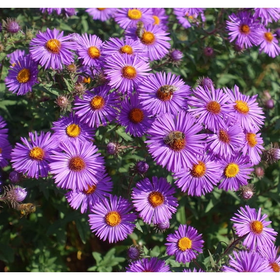 New England Aster novae-angliae Meadow Wildflowers Premium Seeds for Planting
