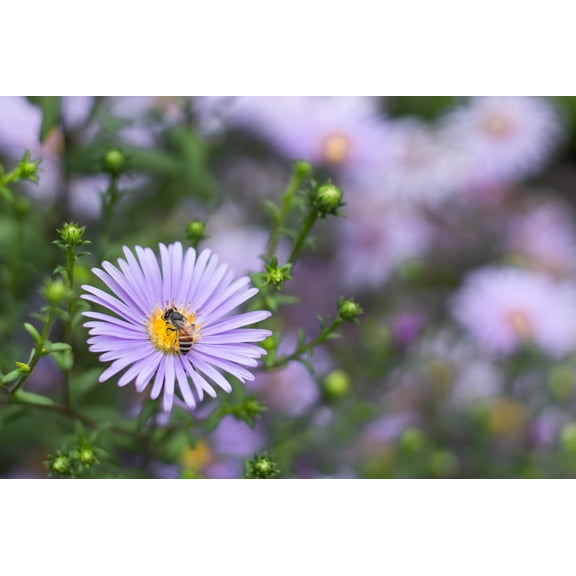 New England Aster