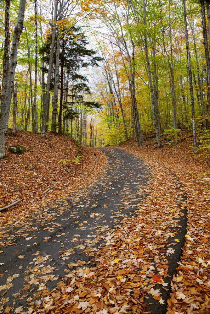 New England New Hampshire White Mountains Path in forest during autumn Canvas Art - Jenna Szerlag Design Pics (12 x 19)