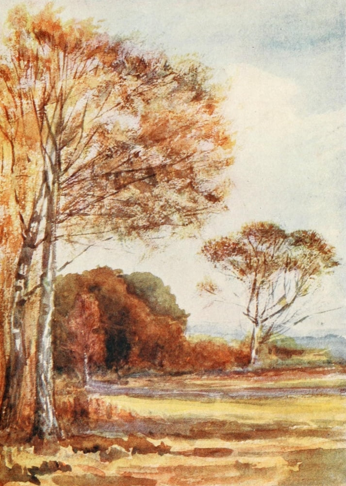 New Forest 1904 Below Park Hill Hants Canvas Art - Alice Julia Willingham Rawnsley (24 x 36)
