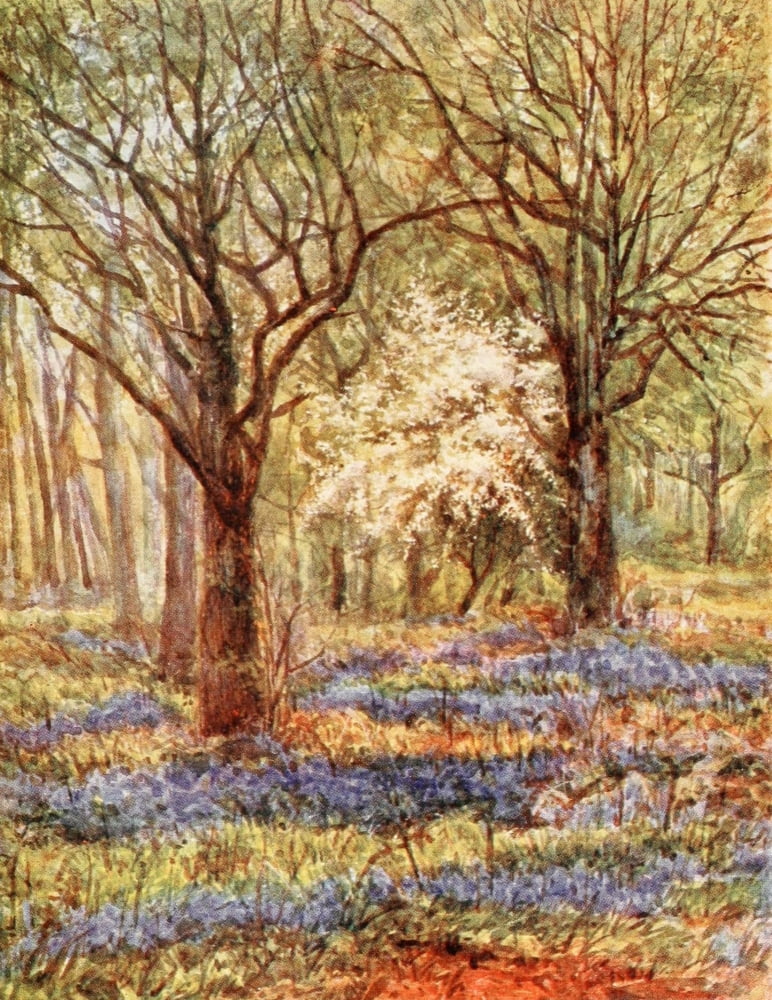 New Forest 1904 Bluebells in the Oak Wood Canvas Art - Alice Julia Willingham Rawnsley (18 x 24)