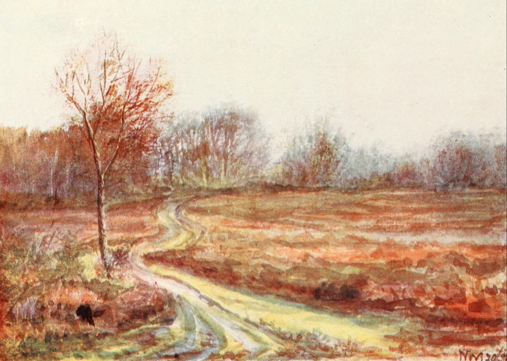 New Forest 1904 Cart track over the Moor Canvas Art - Alice Julia Willingham Rawnsley (24 x 36)