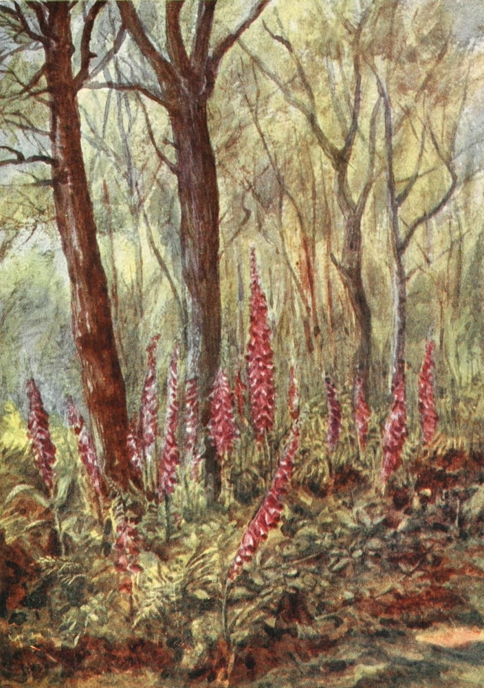 New Forest 1904 Foxgloves in The Enclosure Canvas Art - Alice Julia Willingham Rawnsley (18 x 24)