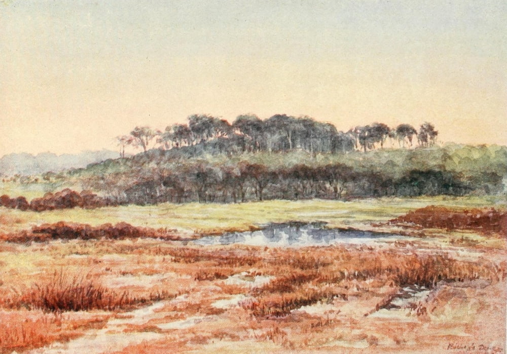 New Forest 1904 From Denny Wood Hampshire Canvas Art - Alice Julia Willingham Rawnsley (18 x 24)