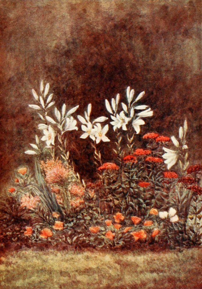 New Forest 1904 Lily Border Canvas Art - Alice Julia Willingham Rawnsley (18 x 24)