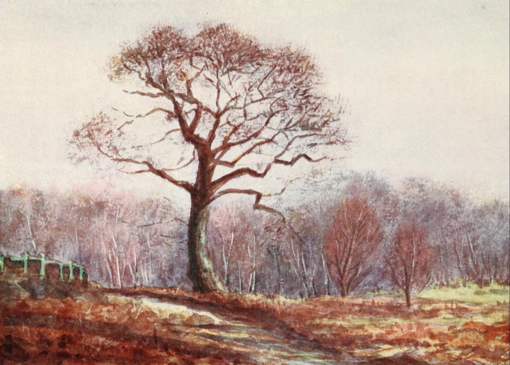 New Forest 1904 Looking down Butts Lawn Canvas Art - Alice Julia Willingham Rawnsley (24 x 36)