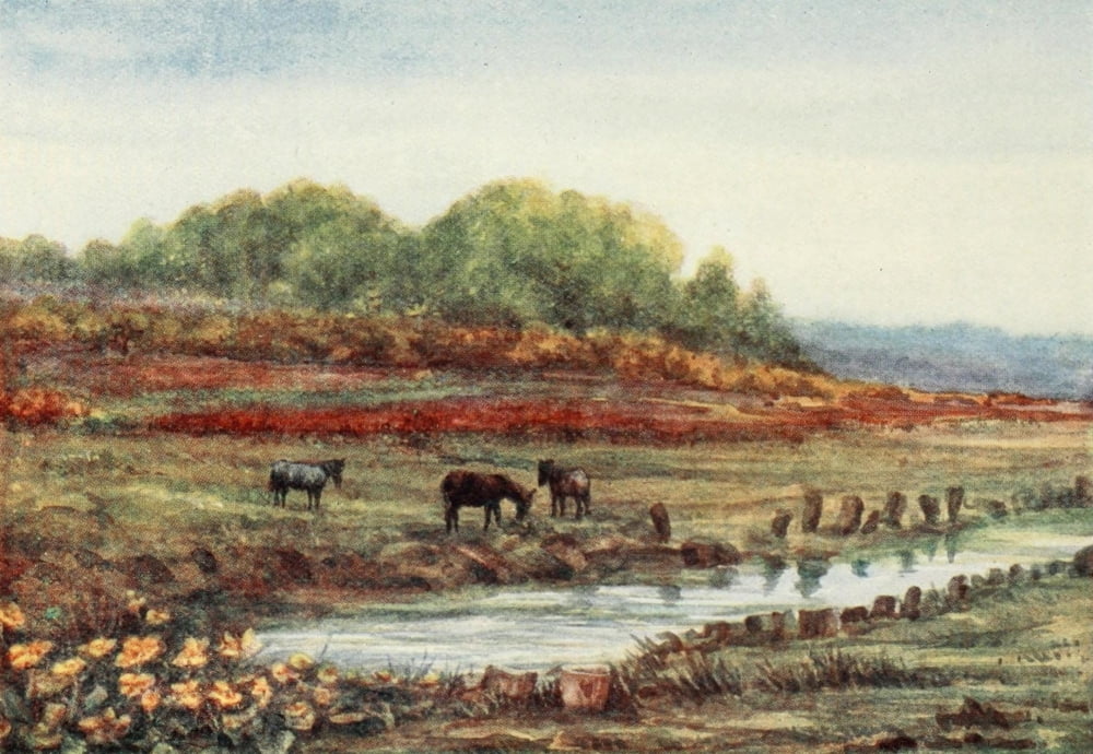 New Forest 1904 Matley Wood & Bog Hampshire Canvas Art - Alice Julia Willingham Rawnsley (24 x 36)