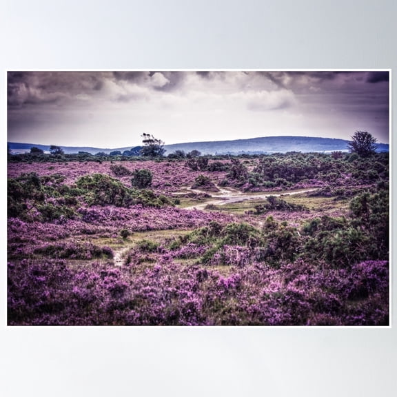 New Forest Heather Poster Wall Art, Modern Wall Decor, 12x18 UNFRAMED