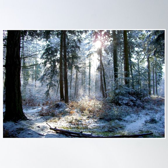 New Forest In Winter Poster Wall Art, Modern Wall Decor, 16x24 UNFRAMED