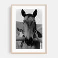 thumbnail image 1 of New Friend - Springville California Photography Horse Black and White Animal Farm Portrait Rustic Rural Oak Framed Wall Art Print 16 x 24 inches, 1 of 59